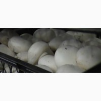 Продам гриби шампіньйони