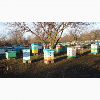 Продам пчелосемьи, отводки