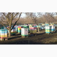 Продам пчелосемьи, отводки