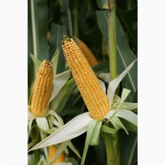 Насіння кукурудзи Філмено (ФАО 280) від компанії Saatbau