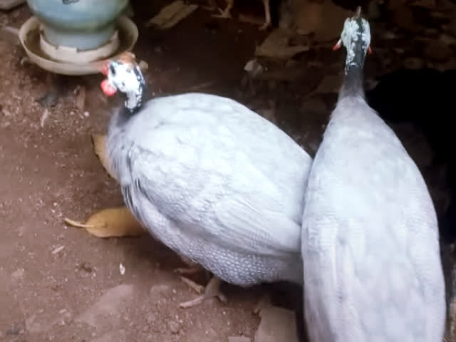 Фото 2. Яйцо инкубационное породы Цесарка голубая, чубатая (хохлатая)