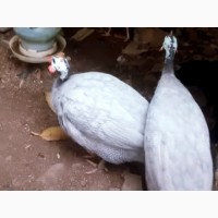 Яйцо инкубационное породы Цесарка голубая, чубатая (хохлатая)