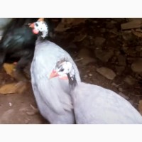 Яйцо инкубационное породы Цесарка голубая, чубатая (хохлатая)
