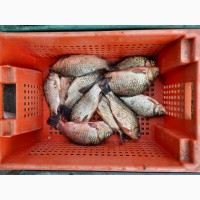 Продам рыбу: судак 0, 5 -1кг, 1 -1, 5кг, густырка до 0, 5кг, лещ от 1-1, 5 кг, сазан, карась