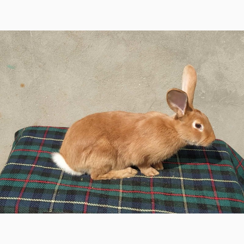Фото 3. Продам кролів породи Бургундія віком 4.5міс