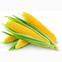 Семена сахарной кукурузы сорт Лакомка