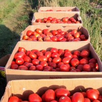 Продам помідори з поля
