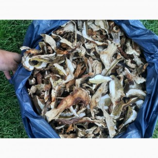 Продам білі гриби сушені