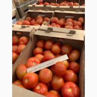 Закуповуємо теплічні томати(помідори) від 20 тон