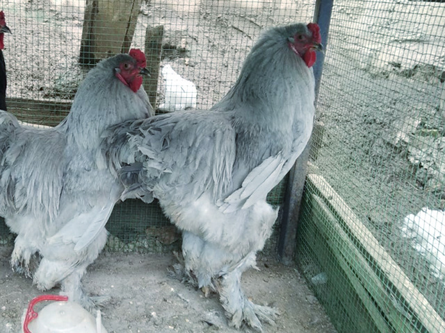 Фото 3. Інкубаційне яйце, курчата, Кохінхін лаванда, білий, синій. Оплід хороший