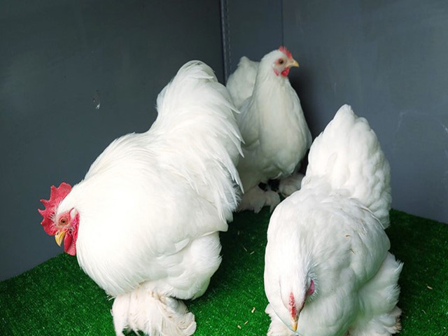Фото 4. Інкубаційне яйце, курчата, Кохінхін лаванда, білий, синій. Оплід хороший