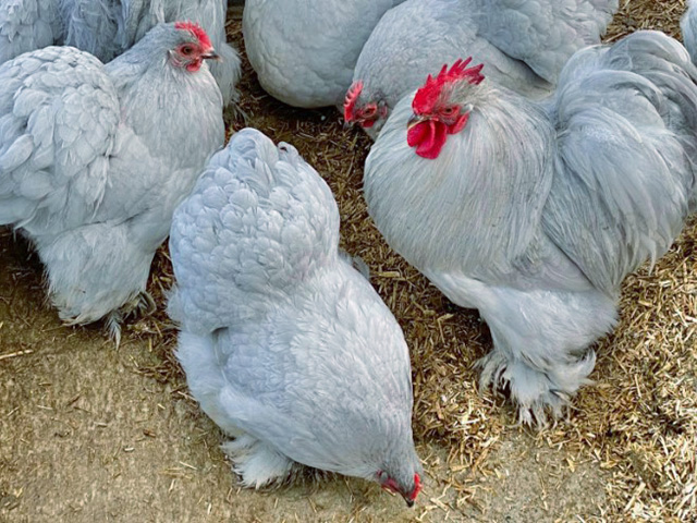 Фото 5. Інкубаційне яйце, курчата, Кохінхін лаванда, білий, синій. Оплід хороший