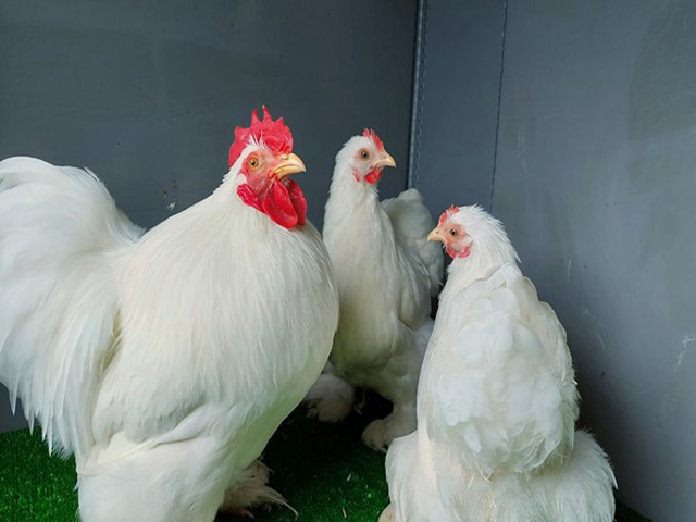 Фото 8. Інкубаційне яйце, курчата, Кохінхін лаванда, білий, синій. Оплід хороший