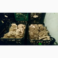 Продам гриби гливу (вешенку)