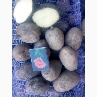 Продам картоплю Мелоді (неперебрана)