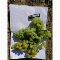 Продам виноград янтарний, мускатниц(винний)
