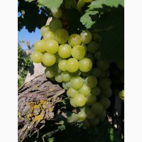 Продам виноград янтарний, мускатниц(винний)
