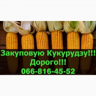 Переробне підприємство оголошує про закупівлю Кукурудзи