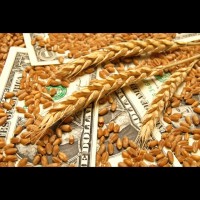 Закупаем проблемные зерновые по всем регионам Украины