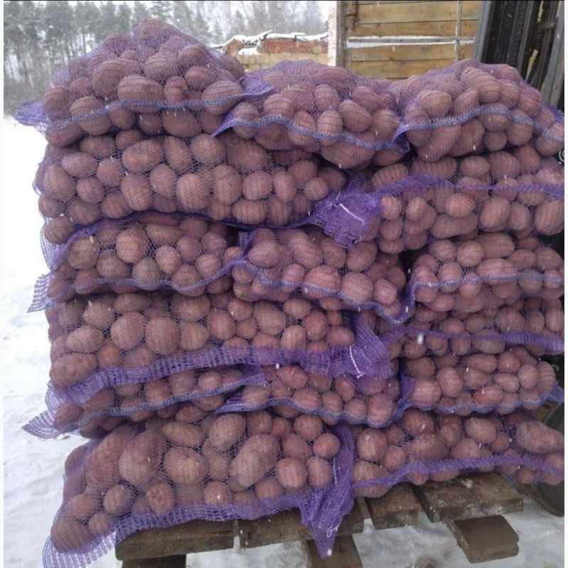 Фото 4. Продам продовольчу та насінневу картоплю від Ф.Г