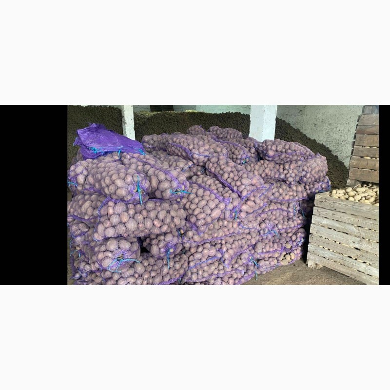 Фото 6. Продам продовольчу та насінневу картоплю від Ф.Г