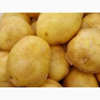 Картопля нового врожаю за привабливою ціною