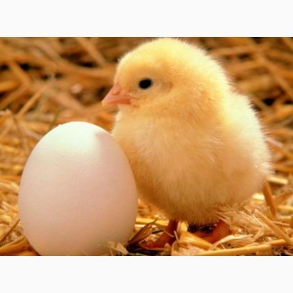 Продам інкубаційне яйце бройлер Кобб 500, росс 308