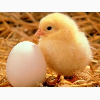 Продам інкубаційне яйце бройлер Кобб 500, росс 308