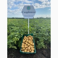 Картопля еліта, з інституту картоплянства України