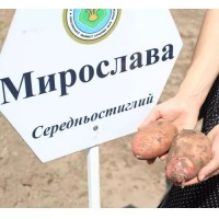Картопля еліта, з інституту картоплянства України