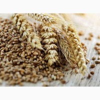 Продам пшеницю фураж 1000 тонн, Тернопільська обл, Личківці