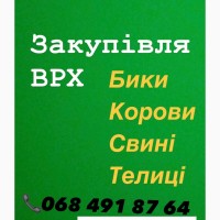 Куплю биків корів свиней