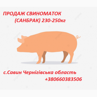 Продаж свиноматок