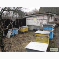 Продам пчелопакеты 2015