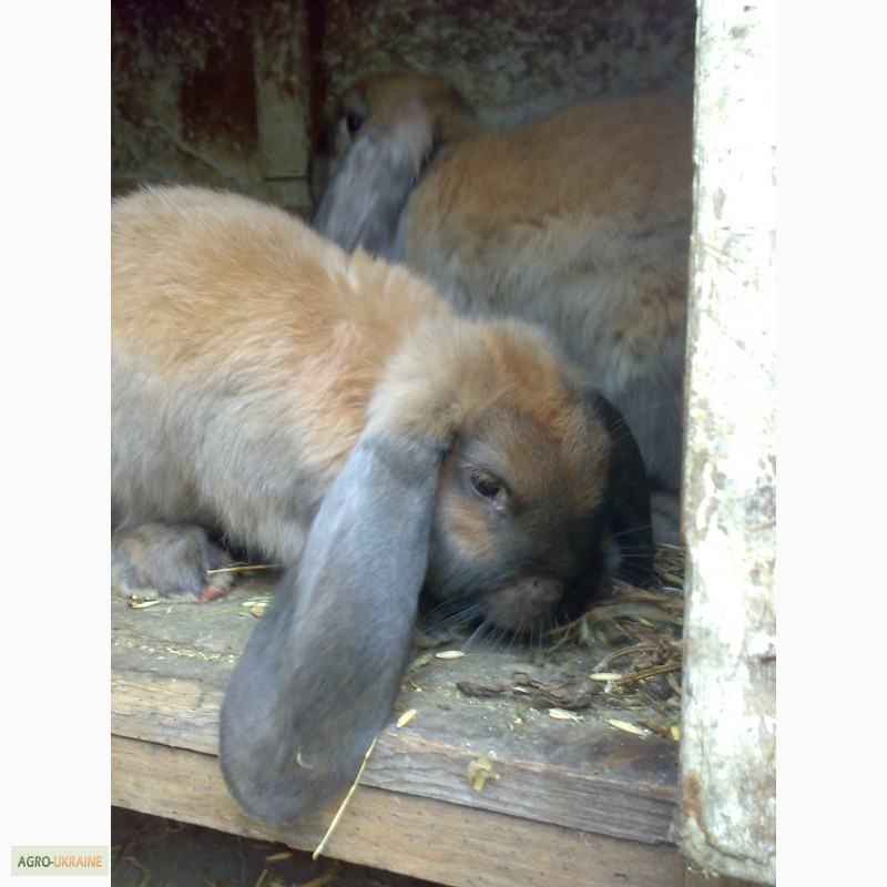 Фото 2. Продам кролика французкий баран