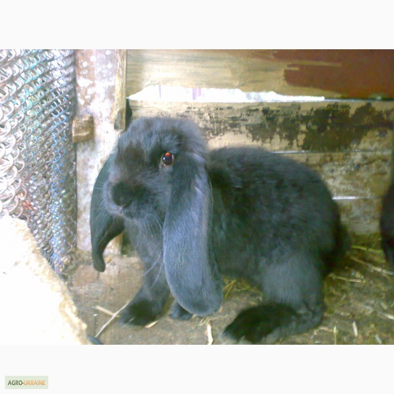 Фото 3. Продам кролика французкий баран
