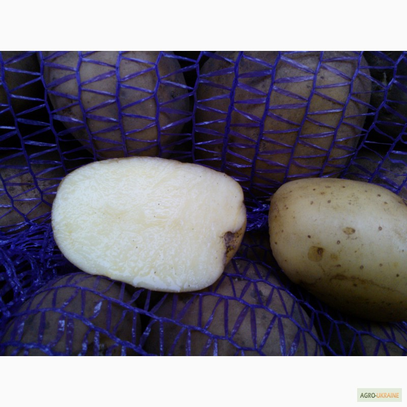 Ривьера картофель характеристика отзывы вкусовые качества. Картофель Коломбо Ривьера. Ривьера сорт картофеля. Картофель семенной ранний Ривьера. Сорт картофеля Коломбо.