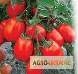 Фото 4. Продам весовые и пакетированные семена Укропа (оптом с первых рук от производителя)