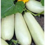 Продам весовые и пакетированные семена Укропа (оптом с первых рук от производителя)
