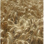 Семена пшеницы озимой - сорт Куяльник. Элита и 1 репродукция