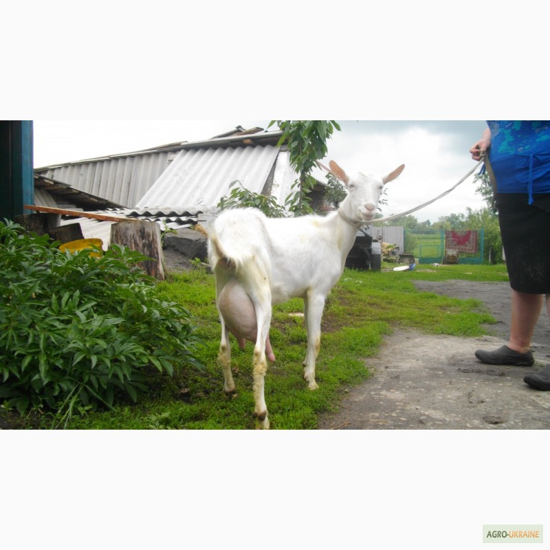 Фото 2. Продаю козу дойную зааненской породы
