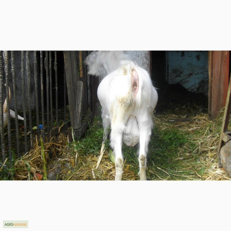 Фото 3. Продаю козу дойную зааненской породы