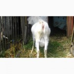 Продаю козу дойную зааненской породы