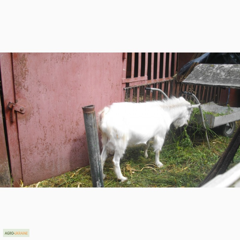 Фото 4. Продаю козу дойную зааненской породы
