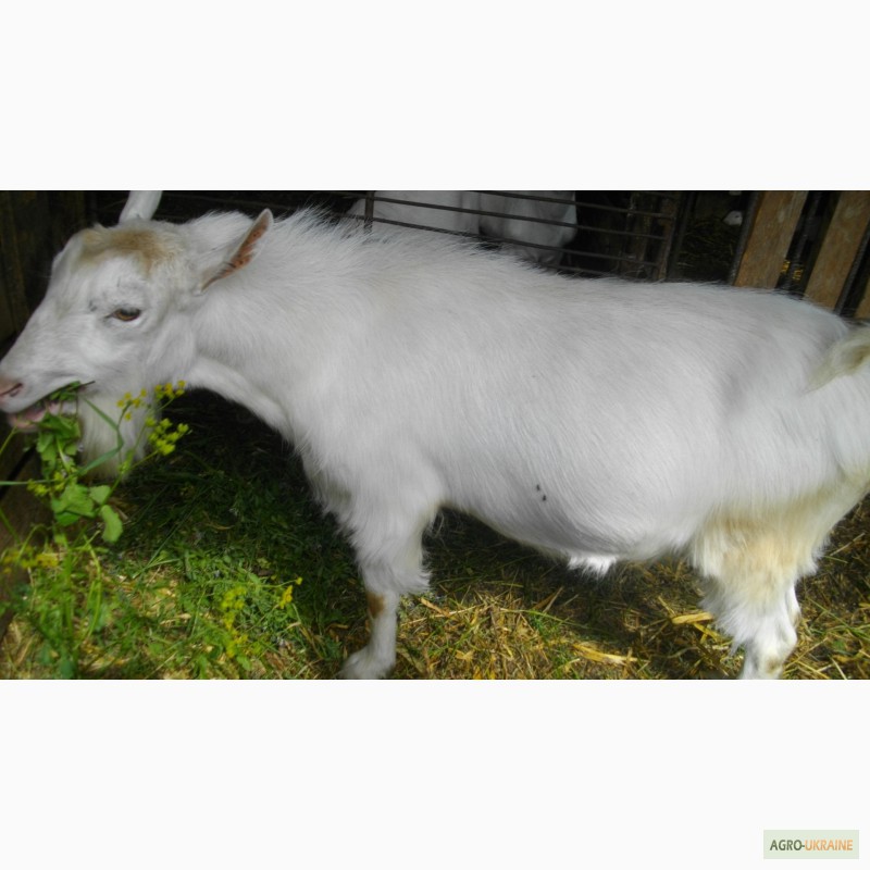 Фото 5. Продаю козу дойную зааненской породы