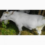 Продаю козу дойную зааненской породы