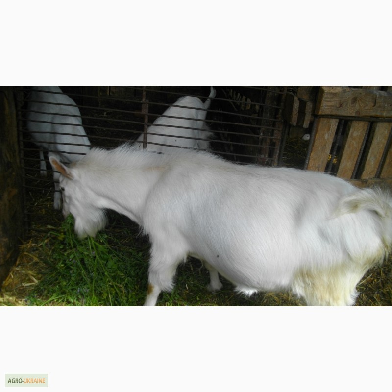 Фото 6. Продаю козу дойную зааненской породы