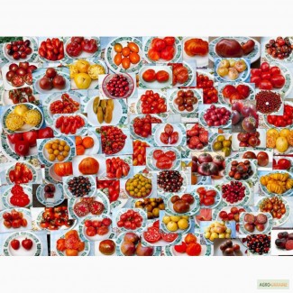 Семена помидор томатов и острый перец. 400 сортов