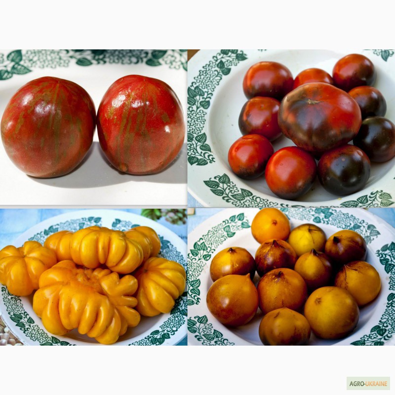 Фото 4. Семена помидор томатов и острый перец. 400 сортов