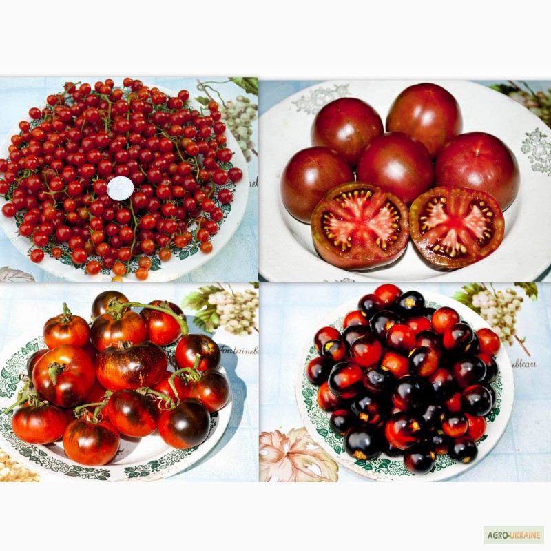 Фото 5. Семена помидор томатов и острый перец. 400 сортов
